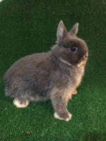 /album/algunos-de-nuestros-reproductores/ibu-cesped-1-jpg1/